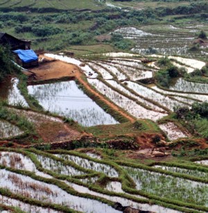 Sapa